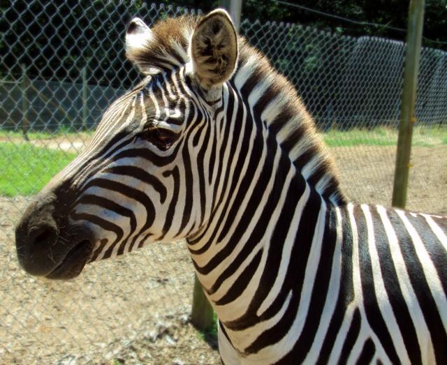 Zebra care a fost adusă ieri la Zoo Timişoara a murit înecată. Şeful Direcţiei de Mediu, rănit încercând să o salveze