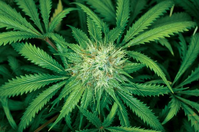 Un gram de marijuana legală va costa un dolar în Uruguay