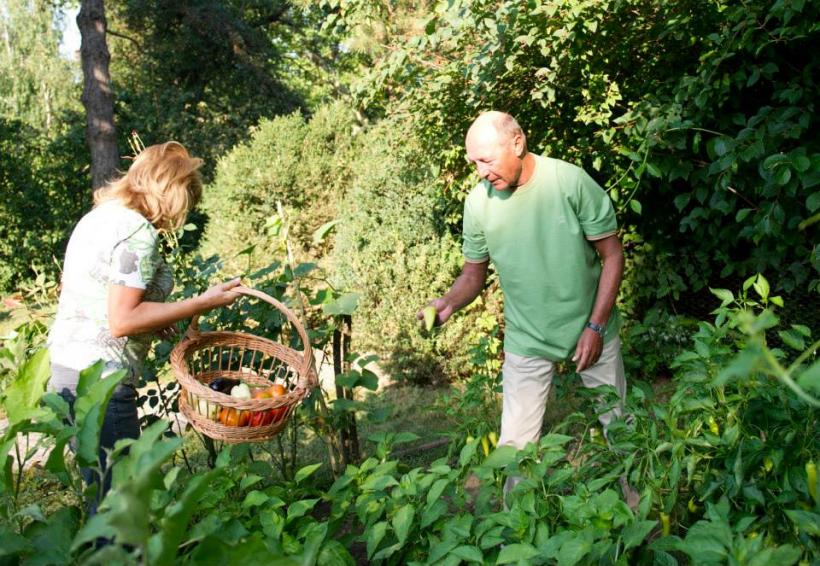 Băsescu, un &quot;mic horticultor&quot;. Preşedintele se laudă pe Facebook cu grădina sa de legume 