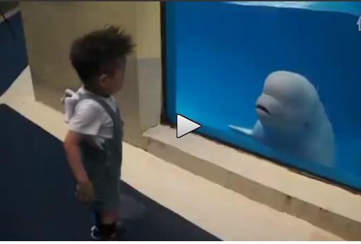 O balenă răutăcioasă se distrează cu un copil (VIDEO)