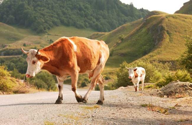 Daniel Constantin: Este o afacere bună în România creşterea vacilor pentru carne