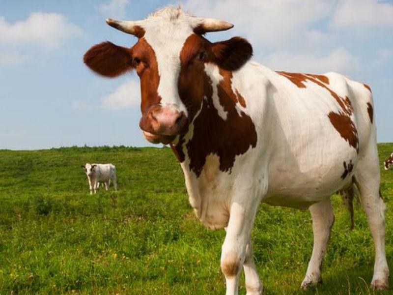 România va exporta peste 500.000 de vaci în China: &quot;Este o şansă extraordinară pentru fermierii români&quot;