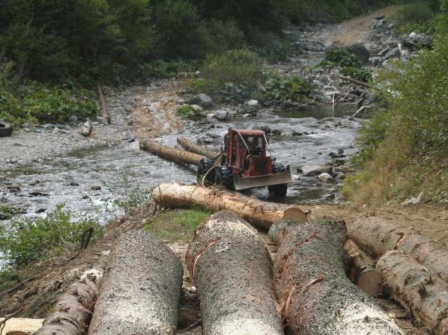 ROMÂNIA sub DRUJBĂ: peste 50 de cazuri de tăieri ilegale de păduri, pe zi!