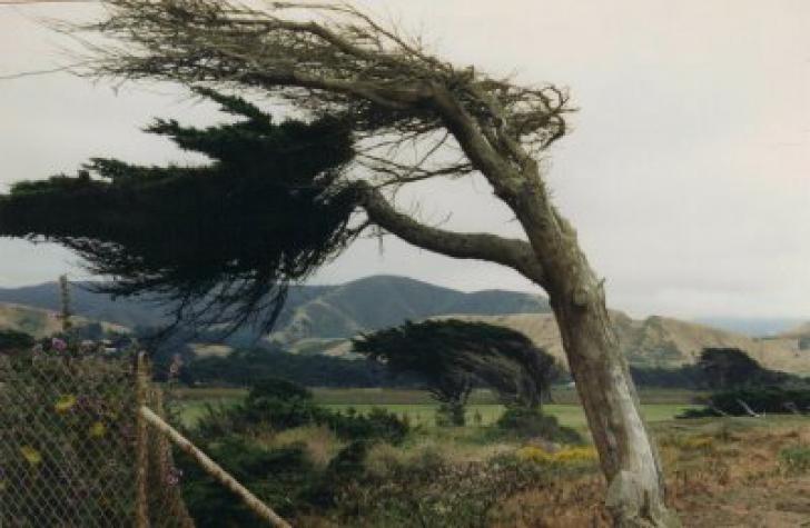ATENŢIONARE METEO de vânt puternic. Ce regiuni sunt afectate