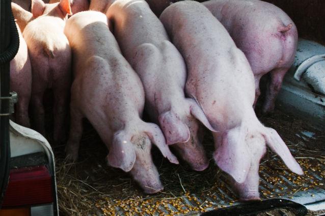 Aproape 150 de porci confiscaţi vor fi ucişi şi incineraţi pentru că nu pot fi valorificaţi de stat