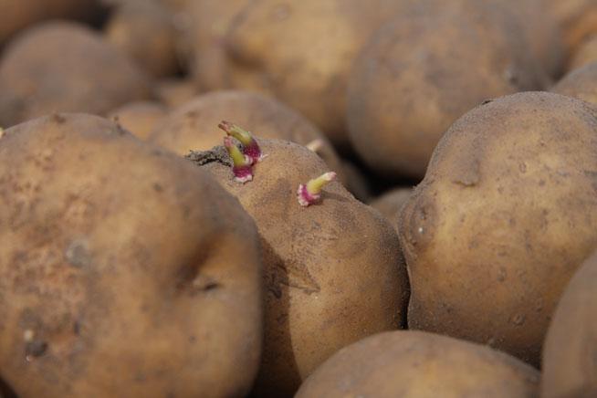 Cartofii Amflora, modificaţi genetic, interzişi în UE