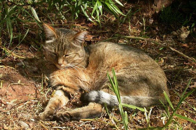 Pisicile trăiau pe lângă oameni încă de acum 5.300 de ani, spun cercetătorii