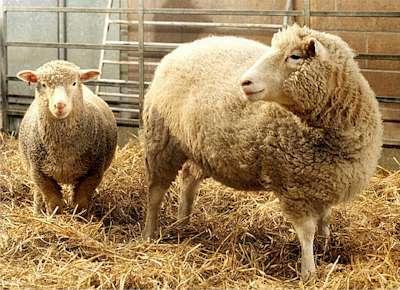 UE reglementează clonarea animalelor