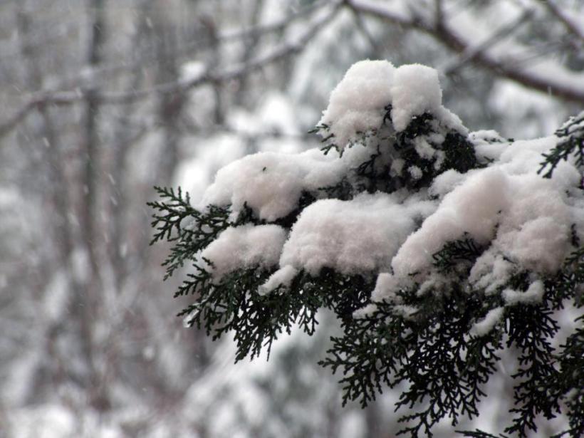 Meteorologii anunţă ninsori în aproape toată ţara. Vezi PROGNOZA METEO pentru intervalul 6 - 19 ianuarie