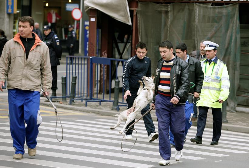Primăria Capitalei: “ASPA nu a aplicat măsura privind eutanasierea câinilor fără stăpân”