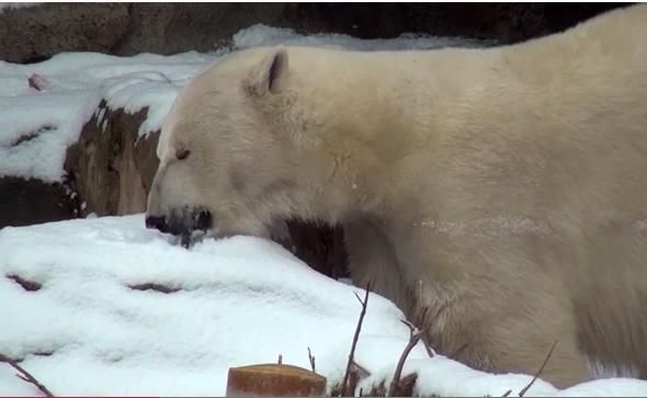 Frig de crapă URSUL POLAR în SUA. Lincoln Park Zoo a mutat animalele specifice zonei arctice la căldură (VIDEO)