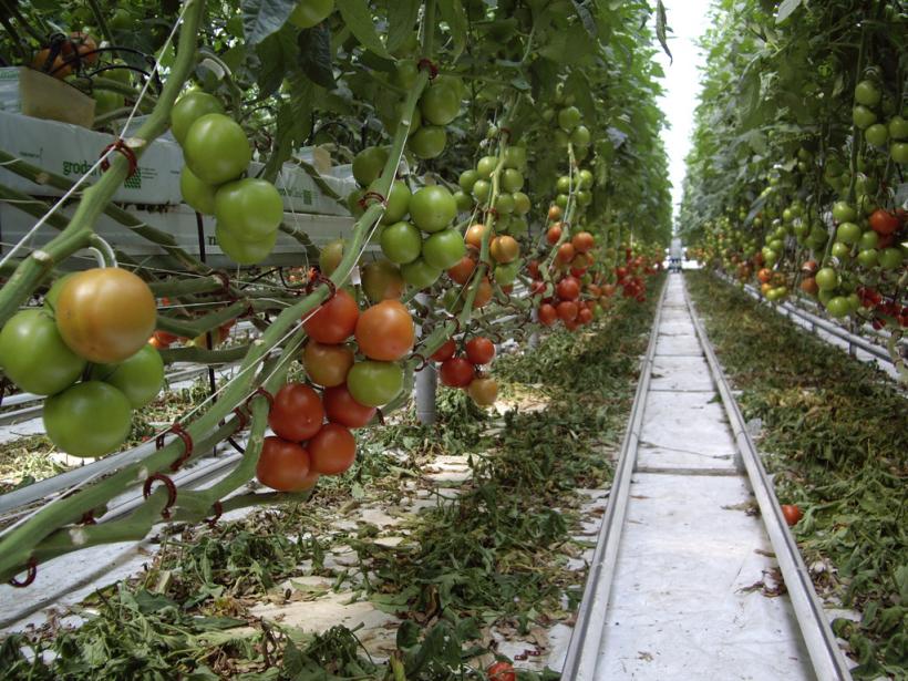Pro Agro: Preţul legumelor româneşti va creşte cu 50%, din cauza scumpirii gigacaloriei
