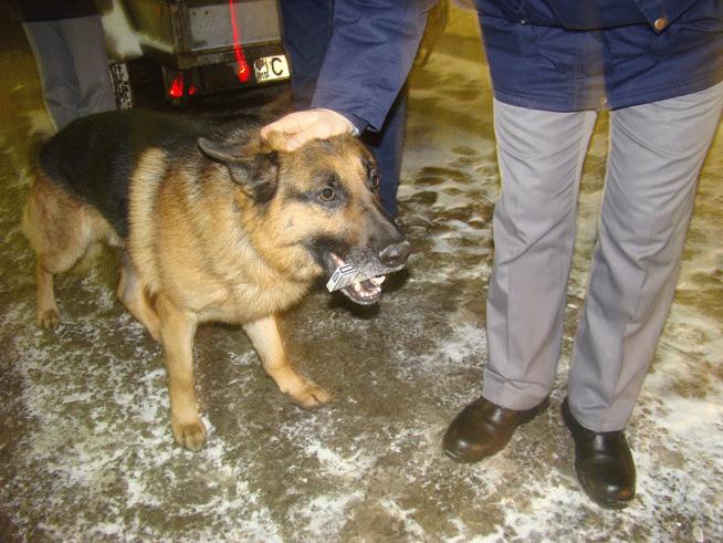 Pentru infractori o surpriză mică de la Micax, câinele poliţiştilor de frontieră ce a descoperit 23.000 de ţigarete nedeclarate