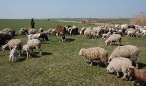 Trei sute de condamnaţi din Penitenciarul Timişoara, certificaţi ciobani