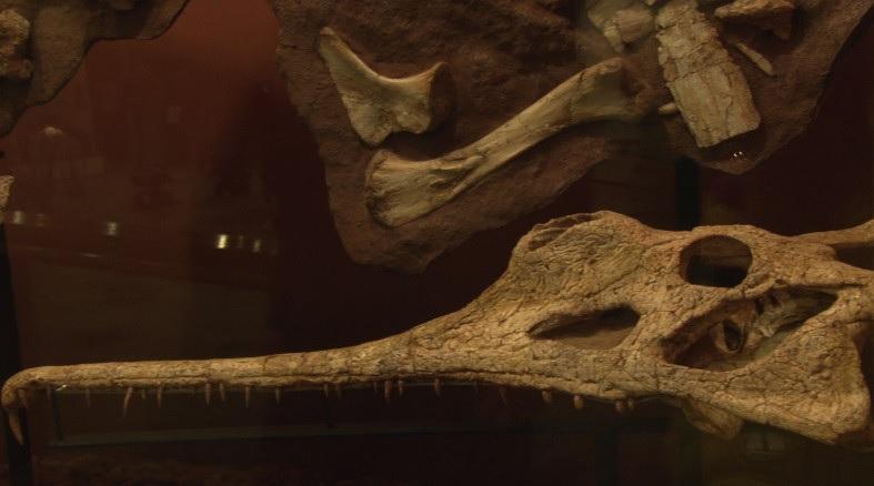 Descoperire SENZAȚIONALĂ: Fosila unei specii necunoscute de phytosaur, veche de 200 de milioane de ani, găsită în Texas (VIDEO)