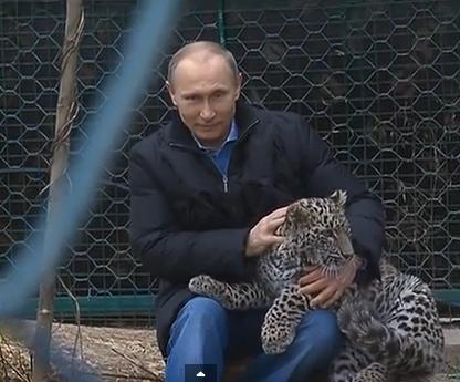 Putin a calmat DIN PRIVIRI un LEOPARD! Animalul atacase un grup de ziarişti (VIDEO)