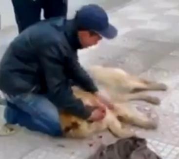 ŢI SE RUPE SUFLETUL! Un bărbat plânge moartea câinelui său, ucis într-un accident (VIDEO)