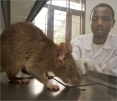 LiveScience: Planeta ar putea să le rămână şobolanilor, animalele cu cele mai mari şanse de a rezista unui eveniment apocaliptic
