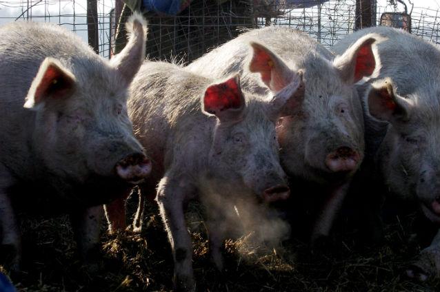 Embargou rusesc asupra cărnii de porc din UE: Rusia acceptă o msiune de experţi