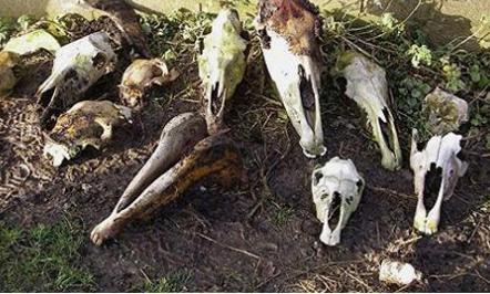 Craniile şi copitele a 120 de cai, descoperite pe un câmp din Braşov