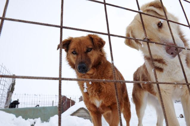 O călătorie în Polonia, oferită ca premiu brăileanului care va adopta cei mai mulţi câini comunitari