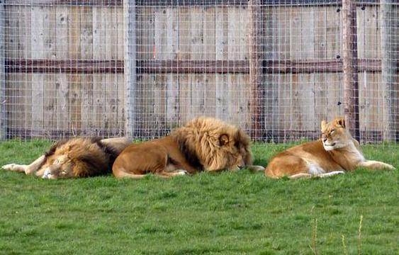 Un leu salvat de la grădina zoologică din Oradea, ucis de alţi lei într-un parc zoo din Marea Britanie