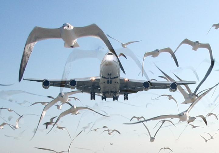 Un Boeing 747, nevoit să aterizeze de urgenţă după ce a lovit un stol de păsări