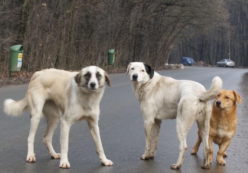 Până şi maidanezii pleacă din ţară. Câinii comunitari din România au invadat oraşul bulgăresc Silistra