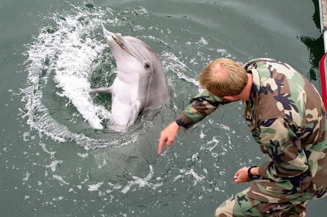 Delfinii de luptă din Crimeea, transferaţi la marina militară rusă