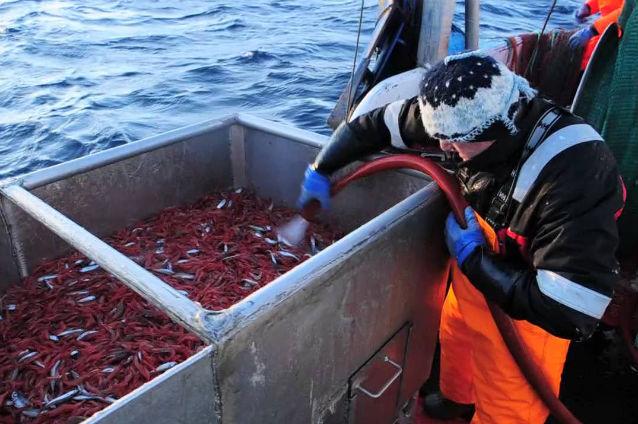 Lucrători români în industria piscicolă din Norvegia, discriminaţi la salarii