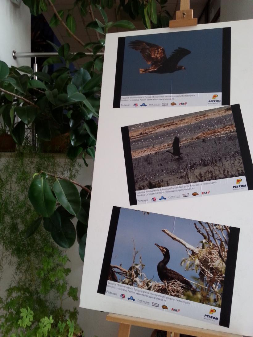 Expoziție și album foto cu păsările din România, chiar de ziua lor
