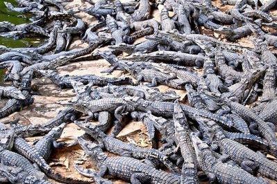 O fermă din Zimbabwe creşte crocodili VEGETARIENI! Pieile sunt cumpărate de cele mai mari case de modă din lume
