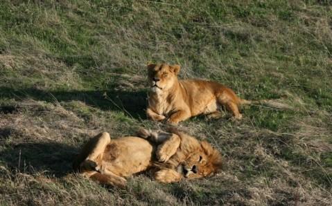 Leii dintr-un parc safari din Crimeea riscă să moară de foame