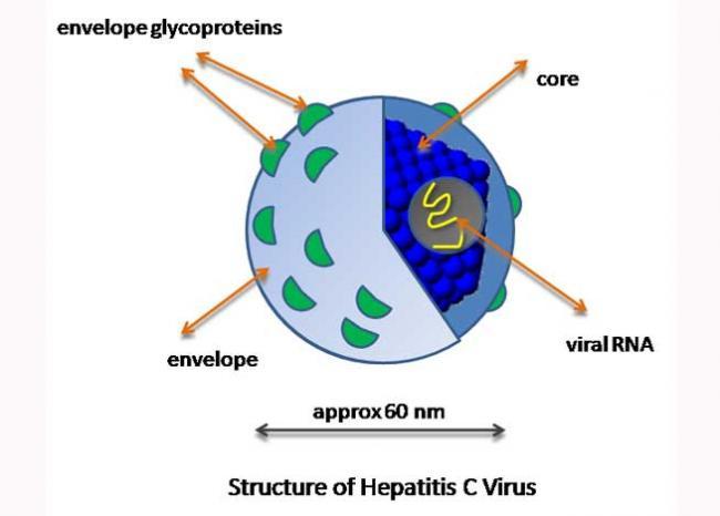 Tratament miraculos! Virusul hepatitei C, eliminat din organism în doar 12 săptămâni