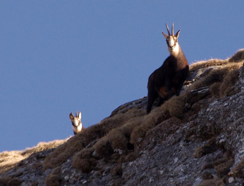 Fiul munţilor din Poiana Teiului  18479867