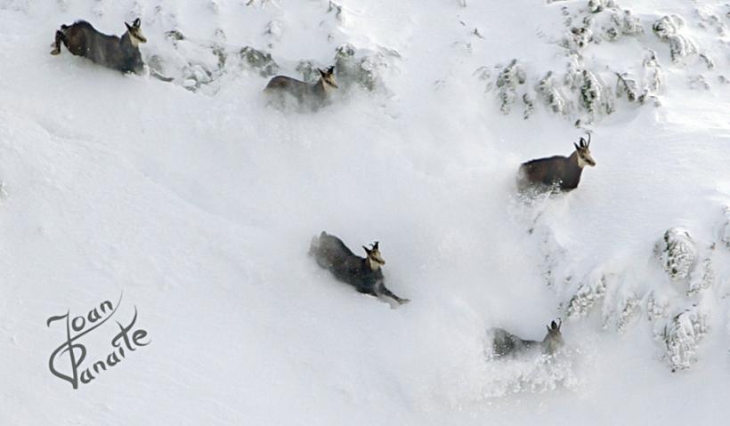 Fiul munţilor din Poiana Teiului  18479868