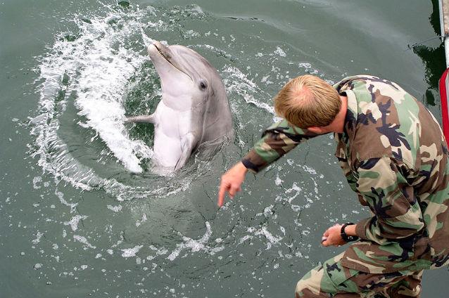 Izvestia: Delfinii ruşi s-ar putea confrunta cu delfinii americani în Marea Neagră