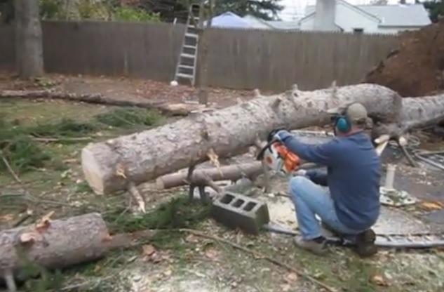 MOMENT MAGIC, surprins de camera video! Ce se întâmplă cu un copac proaspăt tăiat cu drujba. Imaginile fac înconjurul lumii (VIDEO)