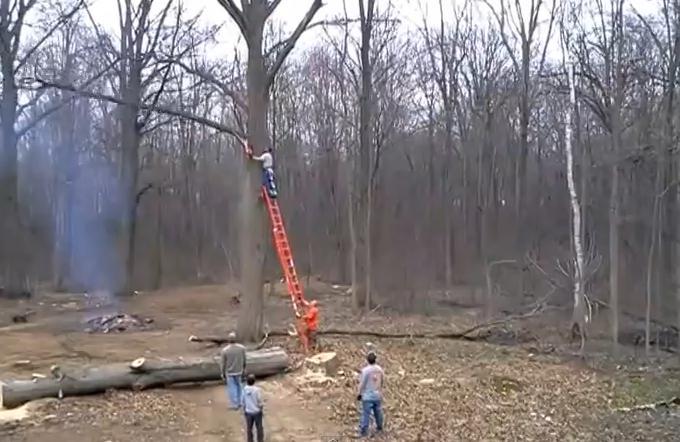 Răzbunarea naturii! Ce i se întâmplă unui bărbat care taie cu drujba creanga unui copac din pădure (VIDEO)