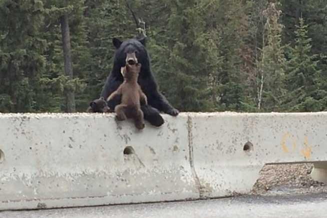 Unde crezi că te duci? O ursoaică îşi salvează puiul de pe autostradă (VIDEO)