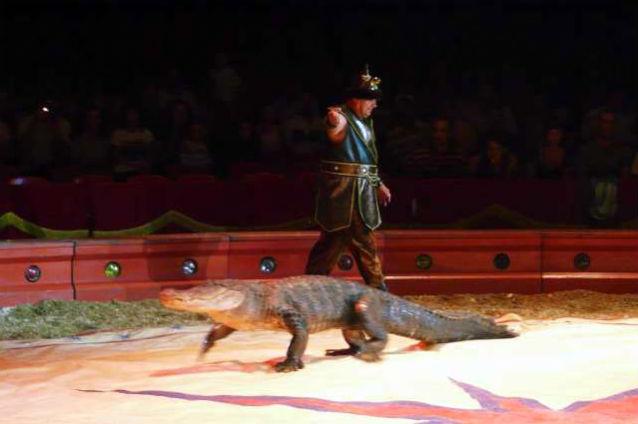 O contabilă de 120 de kilograme a strivit un crocodil de circ, căzând peste el