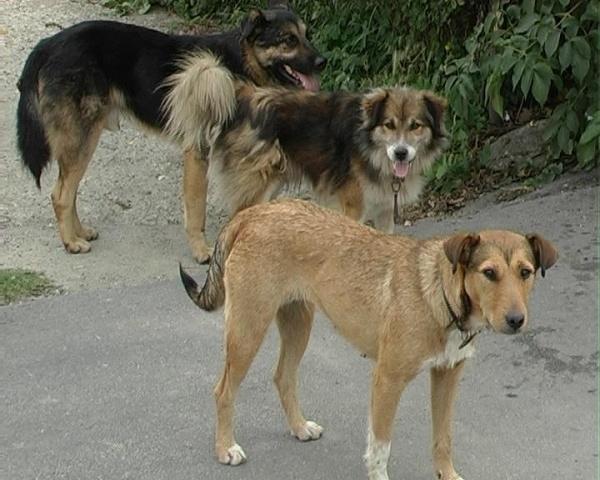 Primăria Mangalia anunţă începerea strângerii câinilor fără stăpân de pe litoral