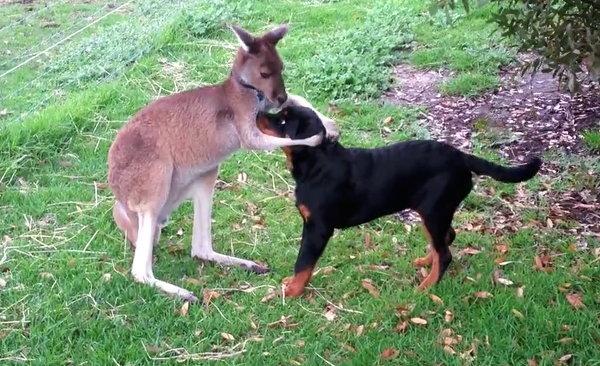 (VIDEO) Prietenia uluitoare dintre un cangur și un rottweiler!