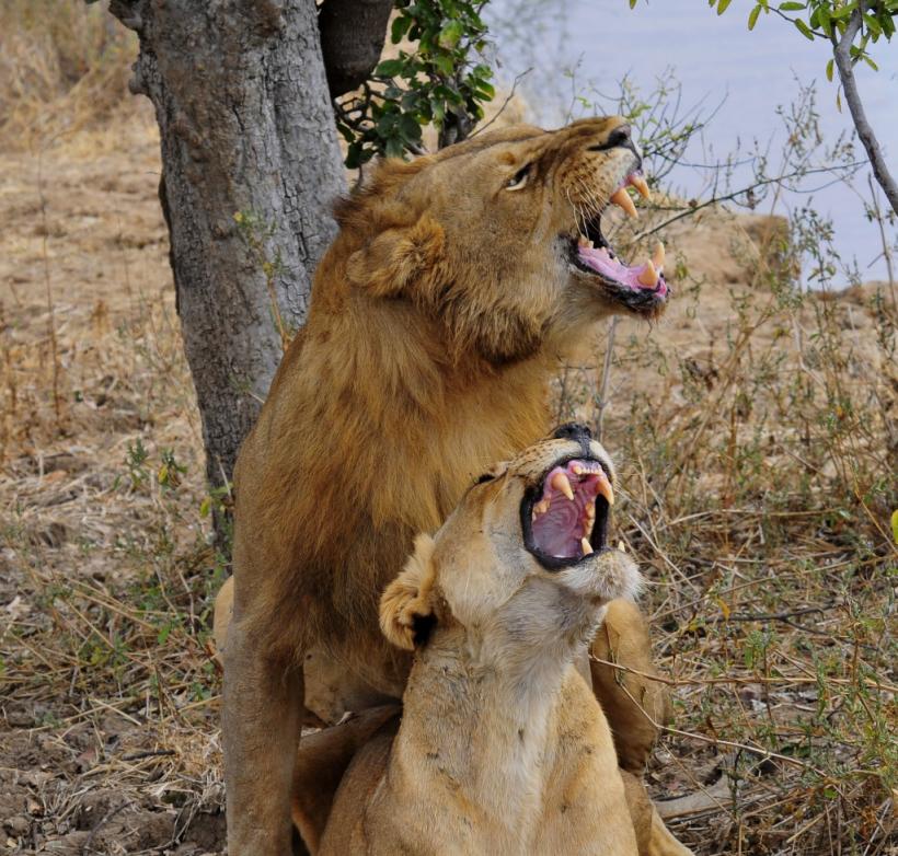 VIDEO. De necrezut! Tocmai când vorbea despre împerecherea leilor, felinele din spatele lui au trecut la fapte