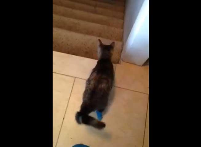 VIDEO. Extraordinar! Cum coboară scările o pisică care are picioarele din spate amputate