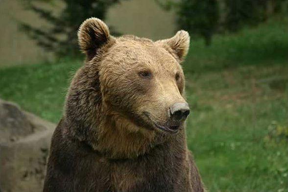 Bărbat atacat de urs lângă Zărneşti