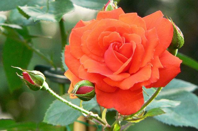 Arad: Peste 2.000 de soiuri de trandafiri pot fi admiraţi în cel mai mare rozariu din ţară