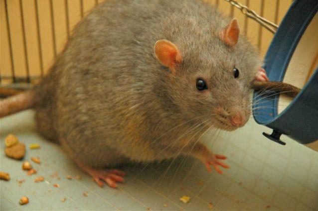 Regretele şobolanului! Cercetătorii au studiat sentimentele pe care le avem în comun cu rozătoarele