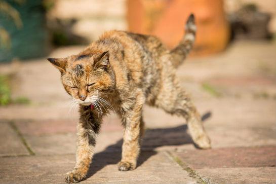 A murit cea mai bătrână pisică din lume. Câţi ani avea şi care este recordul de vârstă