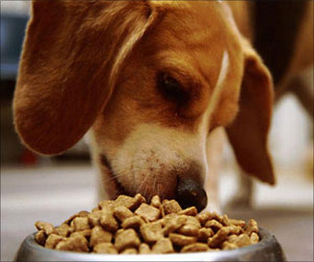 Sute de câini au murit în SUA, după ce au consumat mâncare importată din China